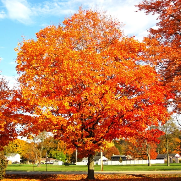 TomorrowSeeds - Sugar Maple Tree Seeds - 100+ Count - For 2026 Planting Acer Saccharum Sweet Syrup