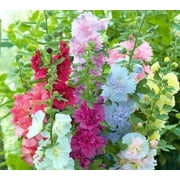 TomorrowSeeds - Summer Carnival Hollyhocks Seeds - 150+ Count Packet - Alcea Rosea Garden Flower Rose Seed Plant Vegetable Seed NonGMO For 2024 Season