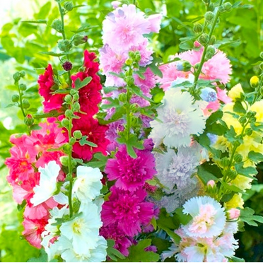 TomorrowSeeds - Summer Carnival Mix Hollyhock Seeds - 100+ Count - For 2025 Planting USA Garden