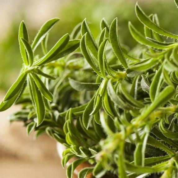 TomorrowSeeds - Summer Savory Seeds - 5000+ Count - For 2026 Planting Non-GMO Heirloom Herbs