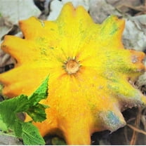 TomorrowSeeds - Sun Star Ornamental Gourd Seeds - 40  Count - For 2026 Planting Decorative Pumpkin