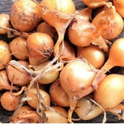 TomorrowSeeds - Super Sweet Candy Onion Sets (Starter Bulbs) IYellow Vidalia Onions for Planting Gardening Growing Noon Day Neutral Seed for 2025 - 25+ Count