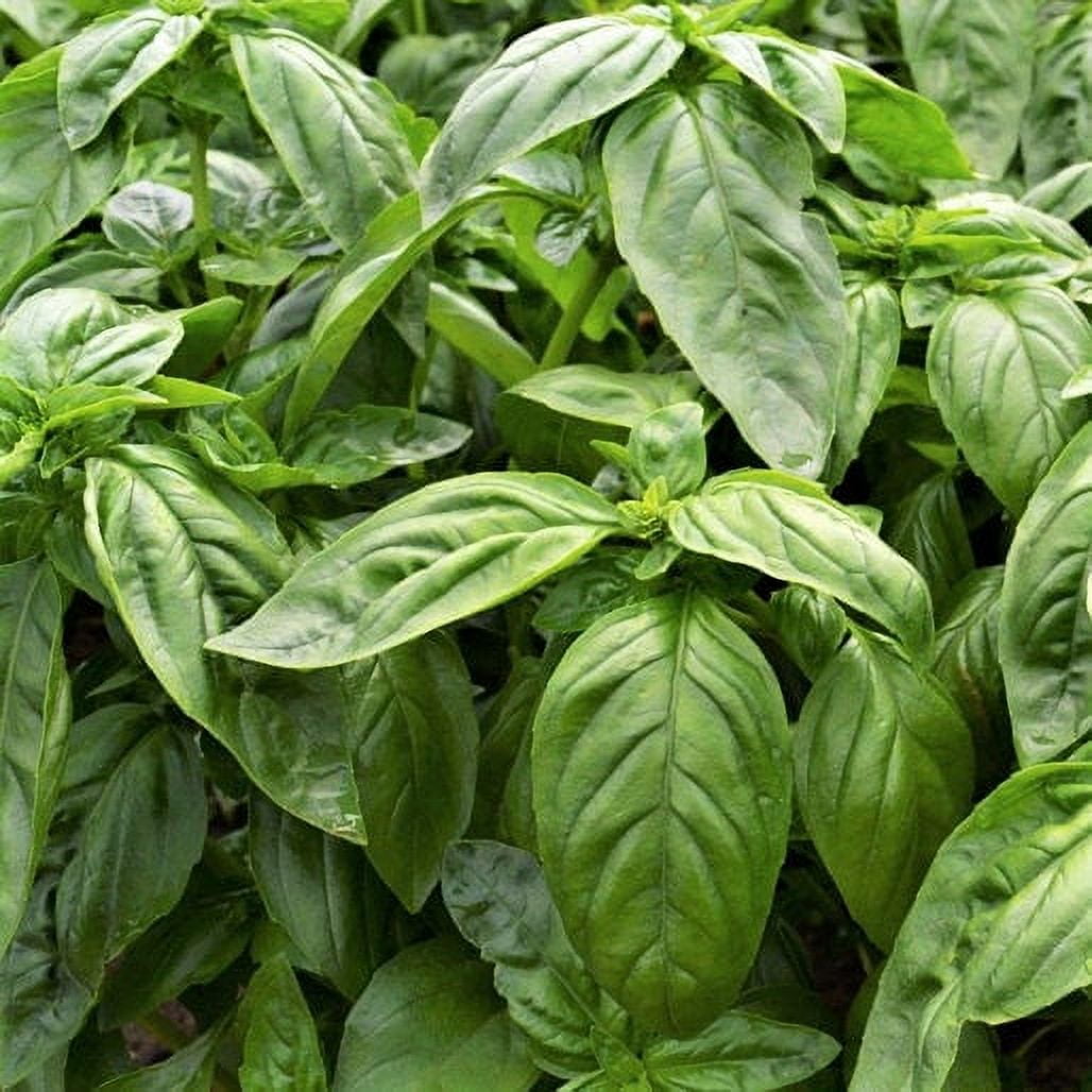 TomorrowSeeds Sweet Italian Large Leaf Basil Seeds 500+ Count