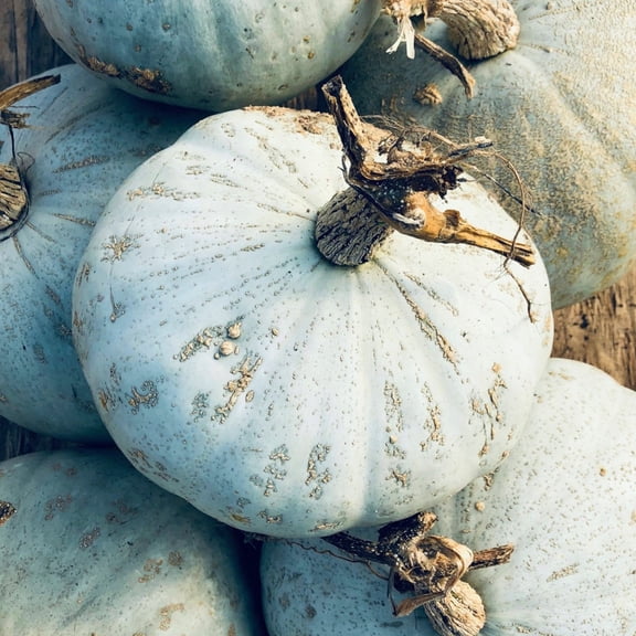 TomorrowSeeds - Sweet Meat Winter Squash Seeds - 20+ Count - For 2026 Planting Heirloom Blue Kuri