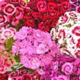 thumbnail image 1 of TomorrowSeeds - Sweet William Mix Seeds - 5000+ Count - For 2026 Planting Dianthus Barbatus Red, 1 of 4