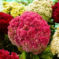 TomorrowSeeds - Tall Mix Crested Cockscomb Seeds - 1000 Count - For 2026 Planting Cristata Red Pink