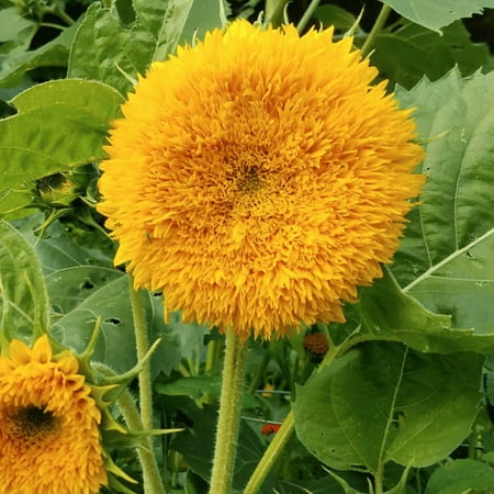 TomorrowSeeds - Tall Teddy Bear Sunflower Seeds - 600+ Count - For 2026 Planting Giant Sun Gold Tall