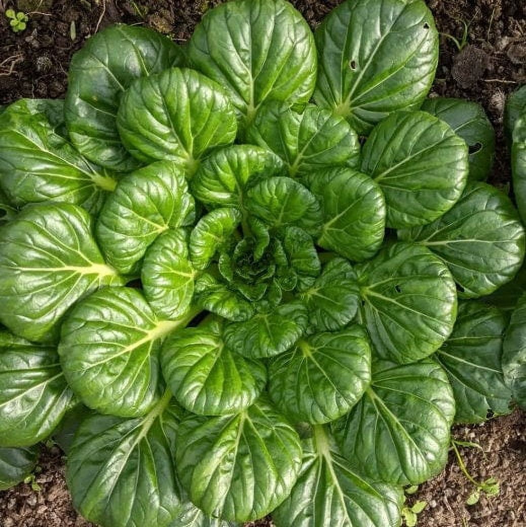 TomorrowSeeds Tatsoi Mustard Green Seeds 400+ Count Packet Non