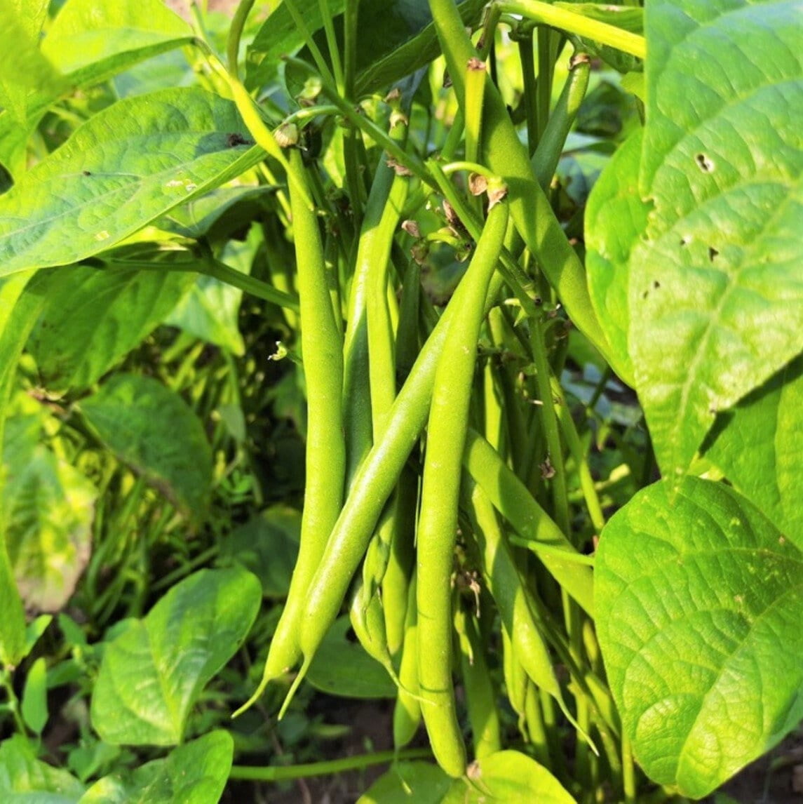 TomorrowSeeds Tenderette Green Bean Seeds 30+ Count Packet NonGMO