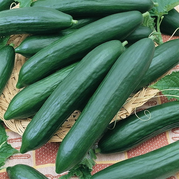 TomorrowSeeds - Tendergreen Burpless Cucumber (English Cucumber) Seeds - 150+ Count