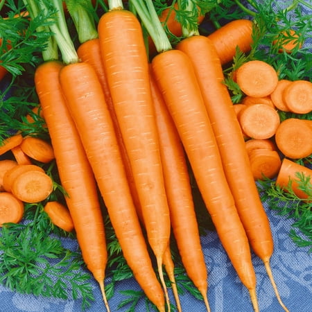 TomorrowSeeds - Tendersweet Carrot Seeds - 5000+ Count - For 2026 Planting Long Sweet Coreless USA
