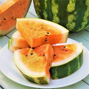 TomorrowSeeds - Tendersweet Orange Watermelon Seeds - 60+ Count Packet - Non GMO Tropical Exotic Melon Orangeglo Crimson Garden Fruit Seed 2024 Season Free Shipping