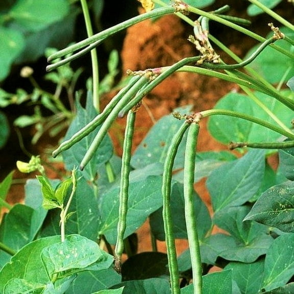 TomorrowSeeds - Texas Cream 40 Pea Seeds - 50+ Count - For 2026 Planting Southern Field Pea Crowder