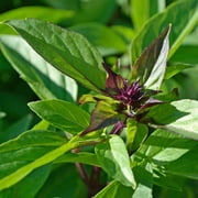 TomorrowSeeds - Thai Basil Seeds - 1500+ Count - For 2026 Planting USA Asian Herb Bouquet Vietnamese
