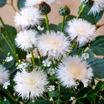 TomorrowSeeds - The Bride White Sweet Sultan Seeds - 500  Count - For 2026 Planting Centaurea