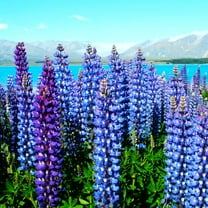 TomorrowSeeds - The Governor Blue Russell Lupine Seeds - 600 Count - For 2026 Planting Deep-Blue