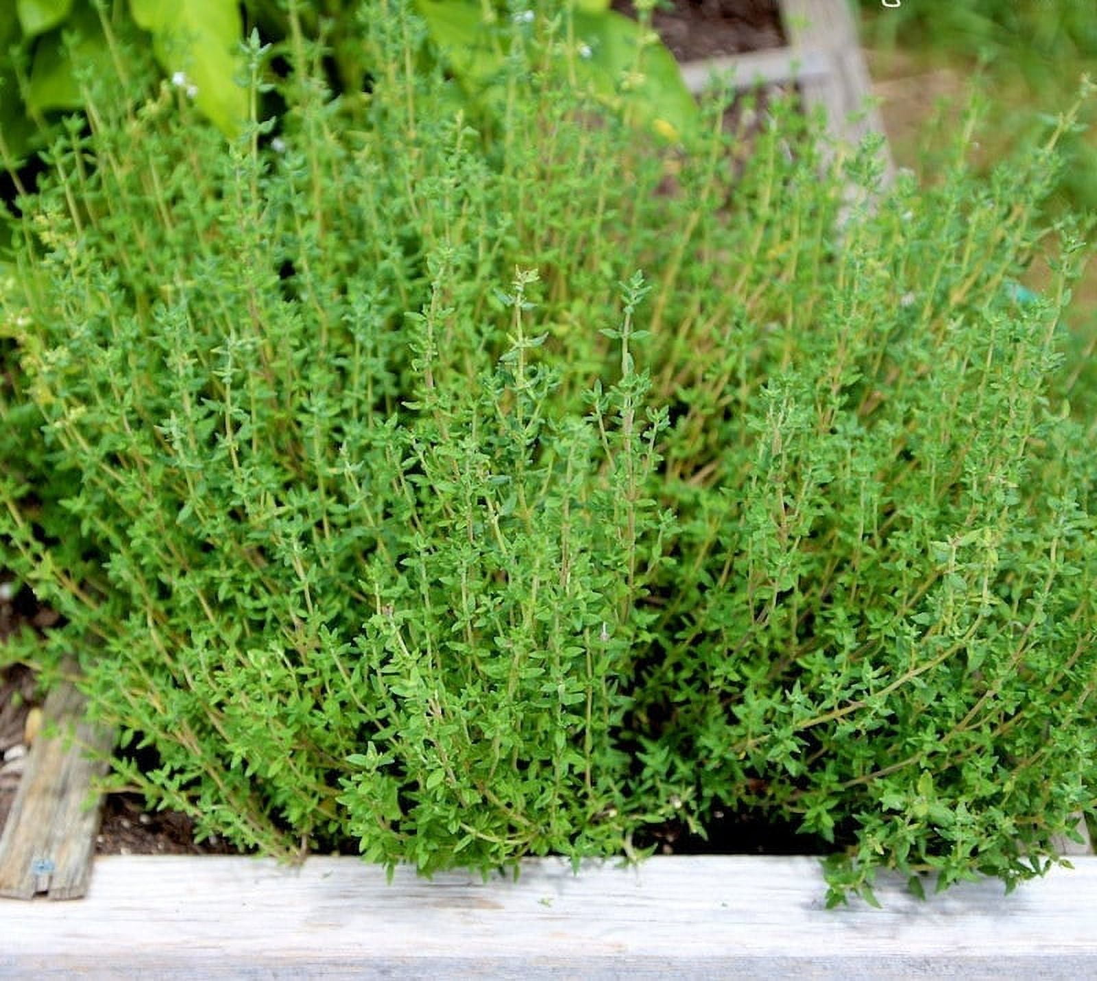 TomorrowSeeds Thyme Seeds 500+ Count Packet Common Thyme for