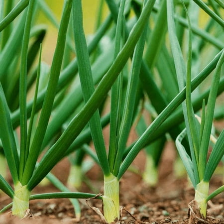 TomorrowSeeds - Tokyo Long Bunching Green Onion Seeds - 1500+ Count - For 2026 Planting Asian
