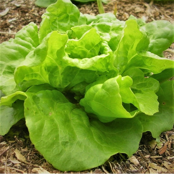 TomorrowSeeds - Tom Thumb Butterhead Lettuce Seeds - 2000+ Count - For 2026 Planting Lactuca Sativa