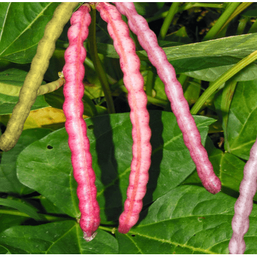TomorrowSeeds - Top Pick Brown Crowder Cowpea Seeds - 150+ Count - For 2025 Planting Non-GMO USA