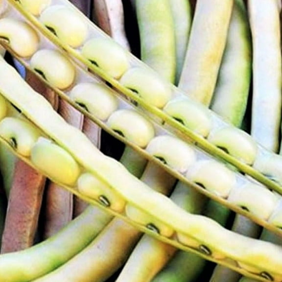 TomorrowSeeds - Top Pick Cream Pea Seeds - 50+ Count - For 2026 Planting Non-GMO Heirloom USA