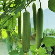TomorrowSeeds - Tri Leaf Luffa Gourd Seeds - 30+ Count Packet - Smooth Wide Sponge Open Pollinated Cucumber Loofah Bitter Squash Melon Asian Seed For 2024