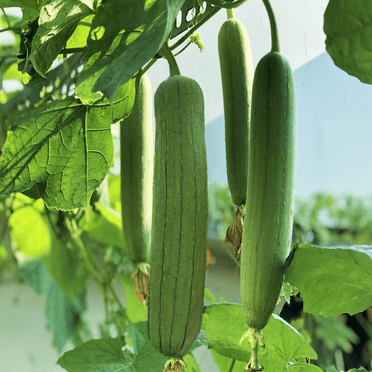 TomorrowSeeds - Tri Leaf Smooth Luffa Gourd Seeds - 10+ Count - For 2025 Planting Smooth Medium Wide