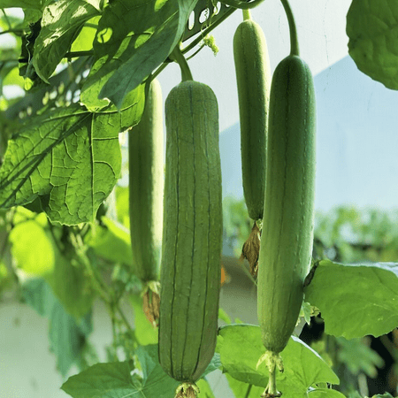 TomorrowSeeds - Tri Leaf Smooth Luffa Gourd Seeds - 30+ Count - For 2026 Planting Smooth Medium Wide