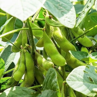 Soya Bean 'Envy' (Glycine max), The Delicious, Vegetables