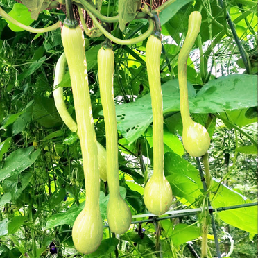 TomorrowSeeds - Tromboncino Squash Seeds - 10+ Count - For 2025 Planting Italian Zuchetta Rampicante