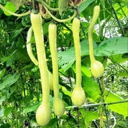 TomorrowSeeds - Tromboncino Squash Seeds - 30+ Count Packet - Italian Zuchetta Rampicante Zucchini Cucuzza Cucuzzi Snake Bottle Gourd Vegetable Seed 2024