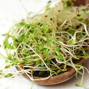 TomorrowSeeds - True Alfalfa Sprout Seeds - 500+ Count Packet - Non GMO Microgreens Salad Green Lettuce Leaf Herb Cover Crop Vegan Vegetable Seed For 2024 Season