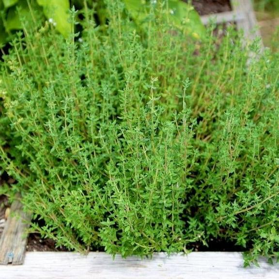 TomorrowSeeds - True Winter Thyme Seeds - 6000+ Count - For 2026 Planting Thymus Vulgaris Perennial