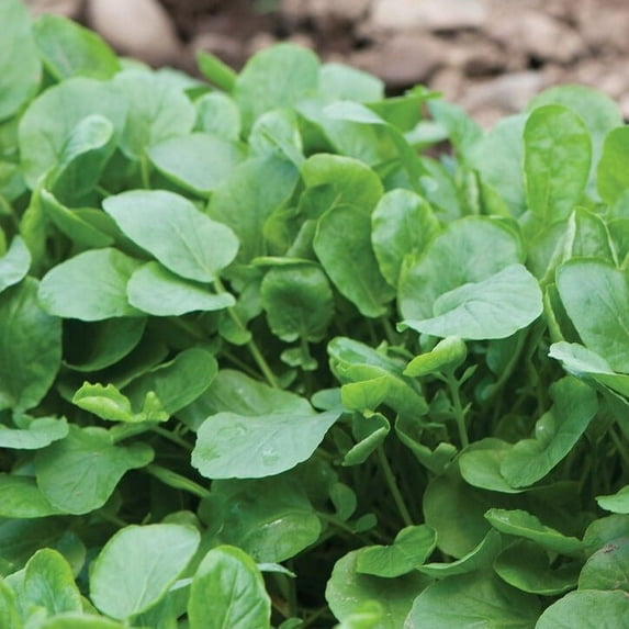 TomorrowSeeds - Upland Cress Seeds - 1000+ Count - For 2026 Planting Non-GMO Heirloom USA Garden