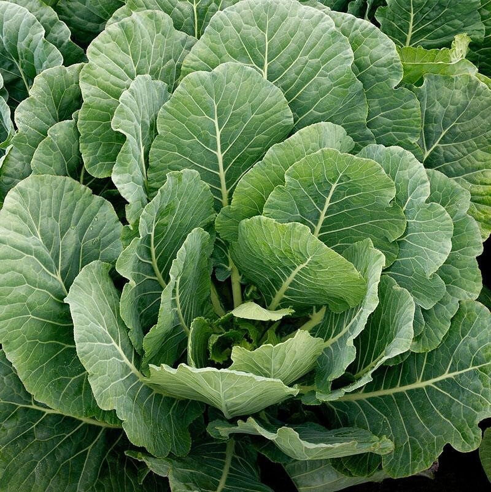 TomorrowSeeds Vates Collard Greens Seeds 500+ Count Packet Non