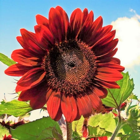 TomorrowSeeds - Velvet Queen Sunflower Seeds - 200+ Count - For 2026 Planting Pollinator-Friendly