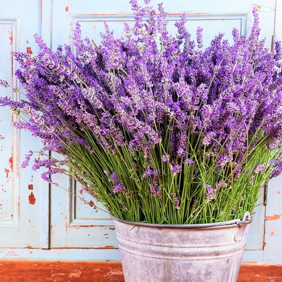 TomorrowSeeds - Vera Lavender Seeds - 3000+ Count - For 2026 Planting Sweet English Perennial Flower