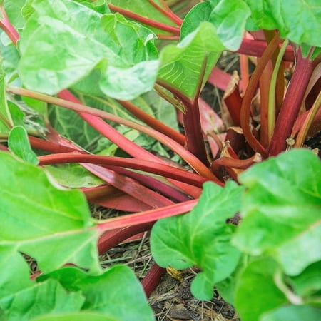 TomorrowSeeds - Victoria Rhubarb Seeds - 75+ Count - For 2025 Planting USA Garden Vegetable