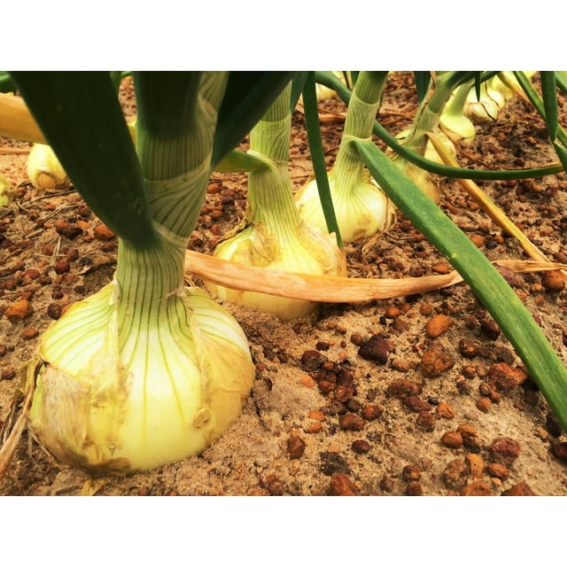 TomorrowSeeds Vidalia Onion Seeds 600+ Count Packet (Yellow