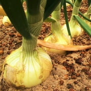 TomorrowSeeds - Vidalia Onion (Yellow Granex) Seeds - 1200+ Count - For 2026 Planting Vidalia