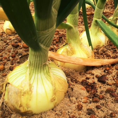TomorrowSeeds - Vidalia Onion (Yellow Granex) Seeds - 1200+ Count - For 2026 Planting Vidalia