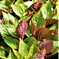 thumbnail image 1 of TomorrowSeeds - Vietnamese Perilla (Shiso) Seeds - 500+ Count - For 2026 Planting Jeok Ssam Ip La, 1 of 10
