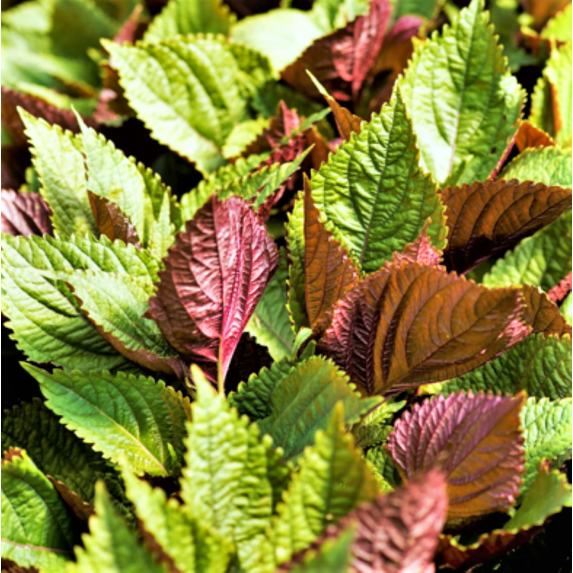 TomorrowSeeds - Vietnamese Perilla (Shiso) Seeds - 500+ Count - For 2026 Planting Jeok Ssam Ip La