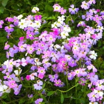 TomorrowSeeds - Virginia Stock Mix Seeds - 5000  Count - For 2026 Planting Highly Scented Fragrant