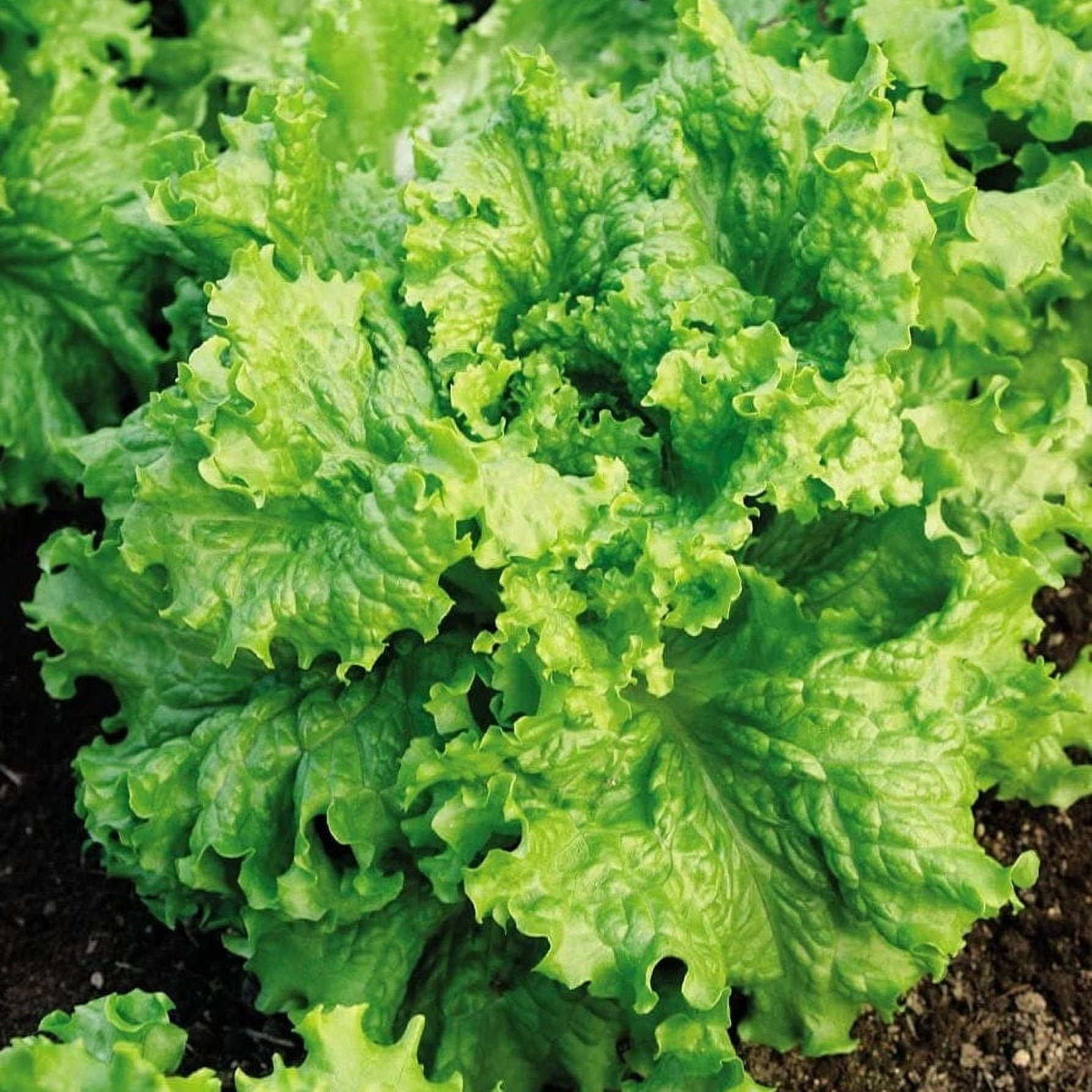TomorrowSeeds Waldman's Green Leaf Lettuce Seeds 500+ Count Packet