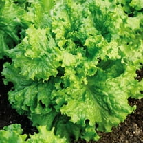TomorrowSeeds - Waldmann's Green Leaf Lettuce Seeds - 2000  Count - For 2026 Planting Waldman's