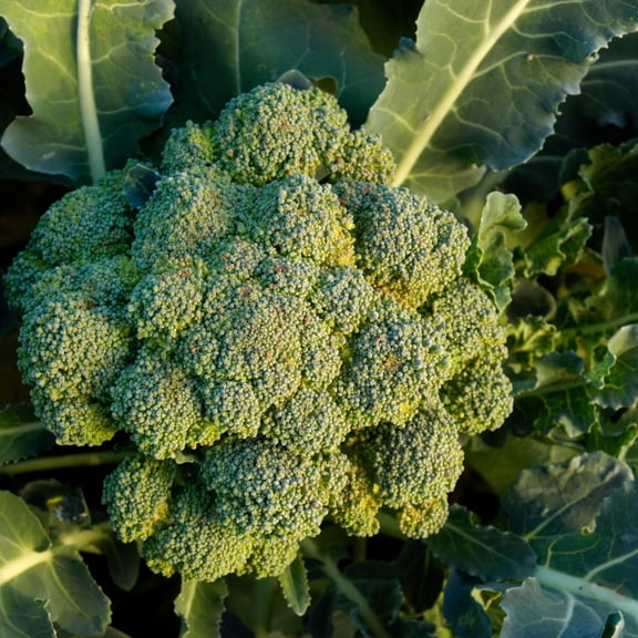 TomorrowSeeds - Waltham 29 Broccoli Seeds - 1000+ Count - For 2026 Planting Long-Stem Cold Hardy USA