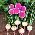 thumbnail image 1 of TomorrowSeeds - Watermelon Radish Seeds - 900+ Count - For 2026 Planting Pink White Globe Radishes, 1 of 11