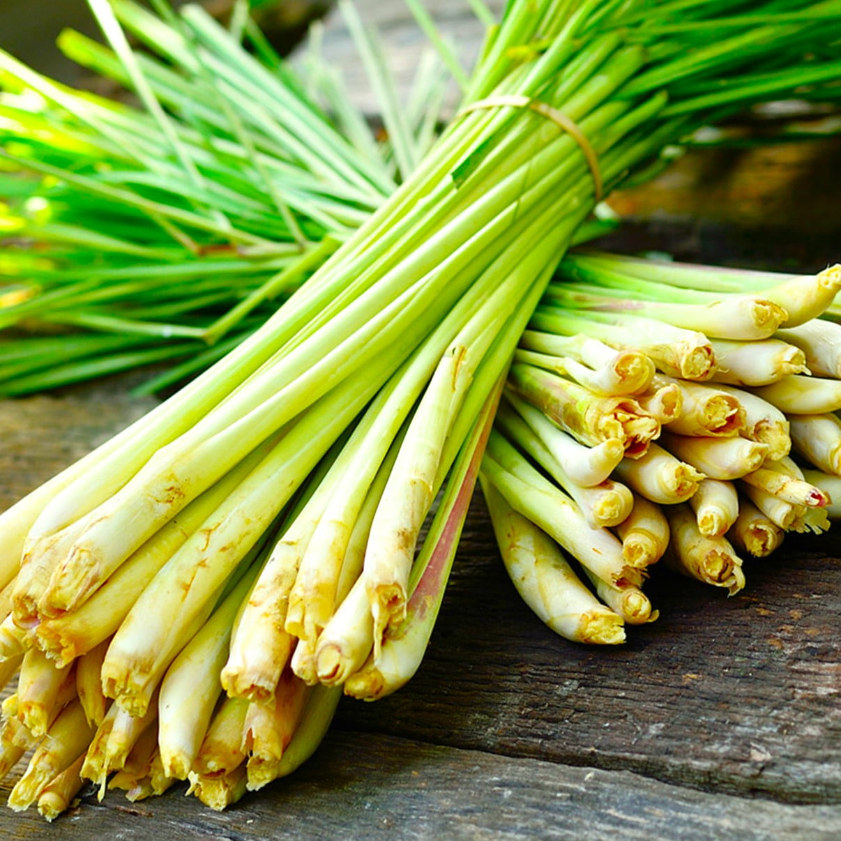 TomorrowSeeds - West Indian Lemongrass Seeds - 4500+ Count - For 2025 ...