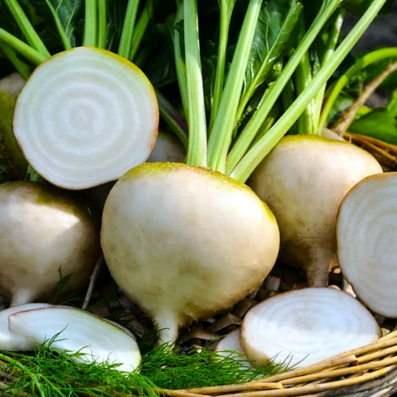TomorrowSeeds - White Albino Beet Seeds - 200+ Count - For 2025 Planting Mangel Turnip Garden